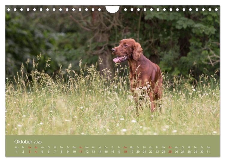 Produktbild: Setter - Geliebter Freund und Jagdkamerad (Wandkalender 2026 DIN A4 quer), CALVENDO Monatskalender