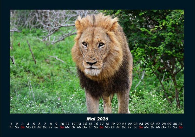 Produktbild: L&ouml;wen in der Wildnis 2026 Fotokalender DIN A4