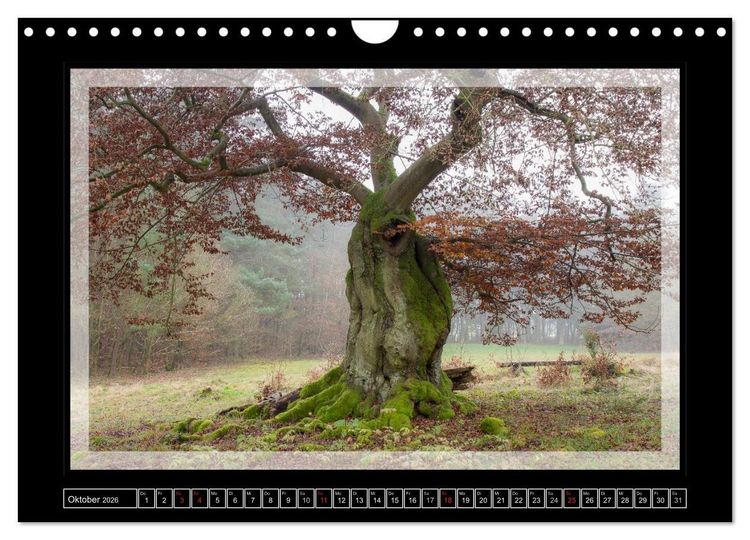 Produktbild: Zauberwald HALLOH (Wandkalender 2026 DIN A4 quer), CALVENDO Monatskalender