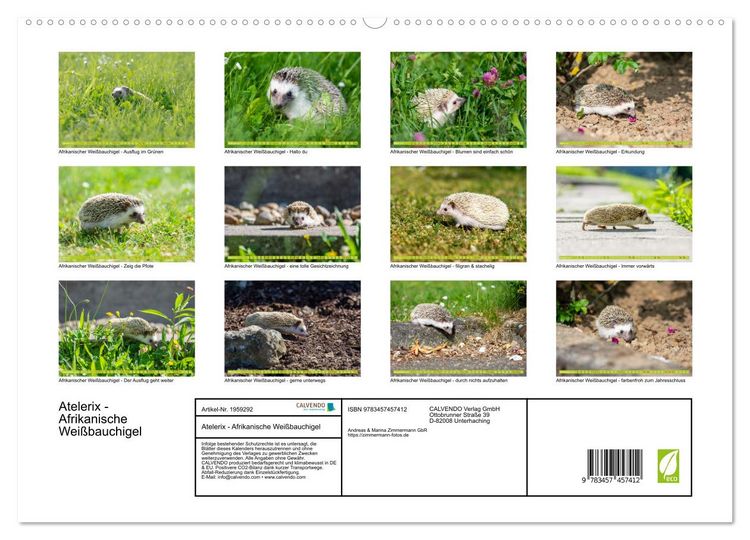 Produktbild: Atelerix - Afrikanische Wei&szlig;bauchigel (hochwertiger Premium Wandkalender 2026 DIN A2 quer), Kunstdruck in Hochglanz