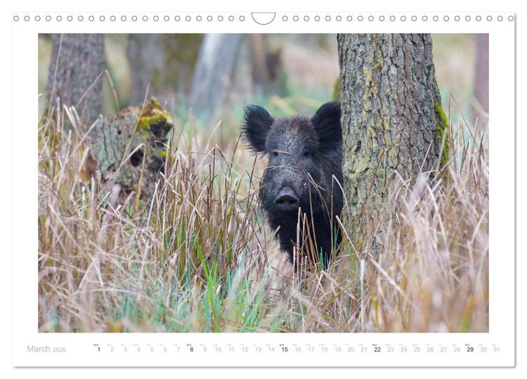 Produktbild: Wild Boars (Wall Calendar 2026 DIN A3 landscape), CALVENDO 12 Month Wall Calendar