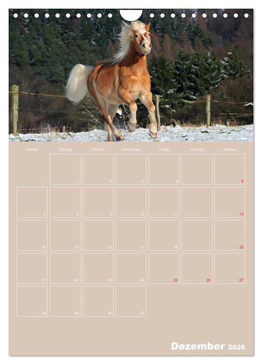 Produktbild: Pferde / Planer (Wandkalender 2026 DIN A4 hoch), CALVENDO Monatskalender
