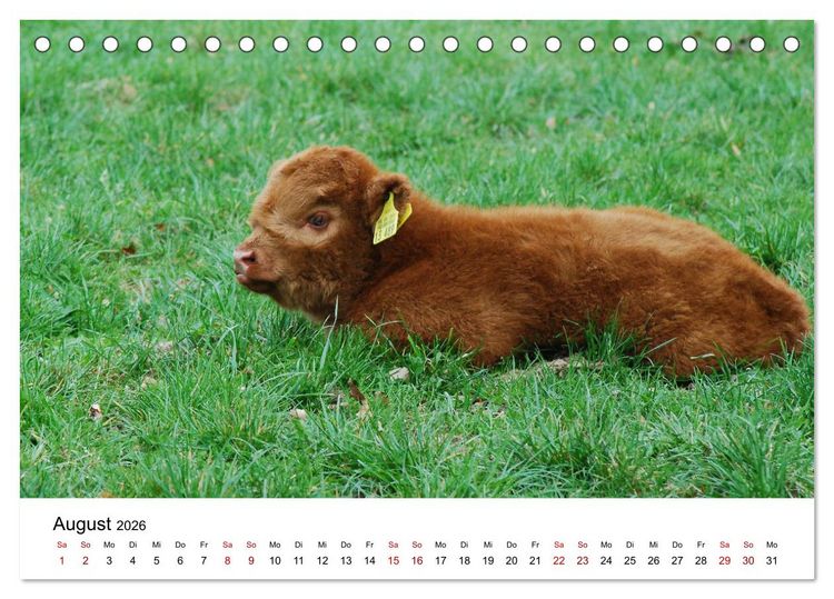 Produktbild: Die Schottischen Hochlandrinder und ihr Nachwuchs (Tischkalender 2026 DIN A5 quer), CALVENDO Monatskalender