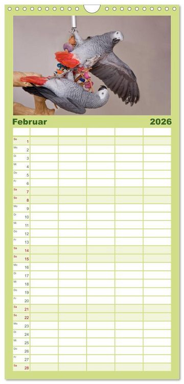 Produktbild: Familienplaner 2026 - Graupapageien zum Verlieben mit 5 Spalten (Wandkalender, 21 x 45 cm) CALVENDO