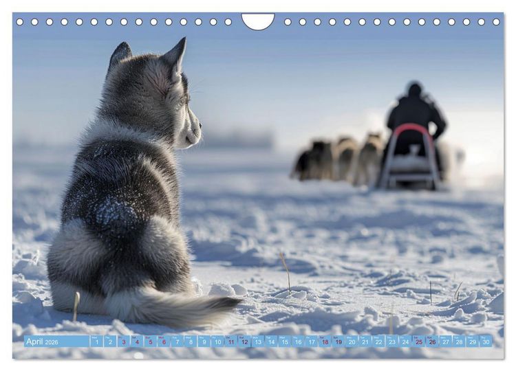 Produktbild: Sled Dogs - the Dream of Running (Wall Calendar 2026 DIN A4 landscape), CALVENDO 12 Month Wall Calendar