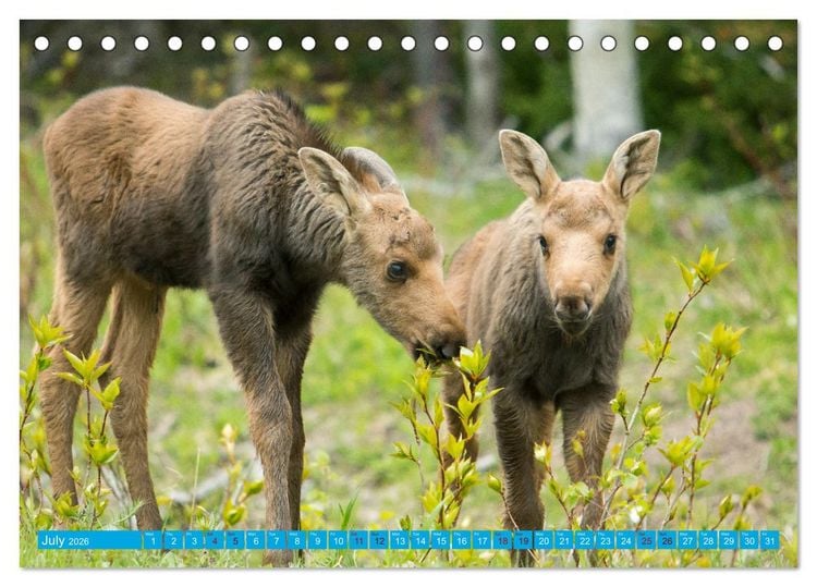 Produktbild: FIRST STEPS FOR BABY MOOSE (Desk Calendar 2026 DIN A5 landscape), CALVENDO 12 Month DeskCalendar