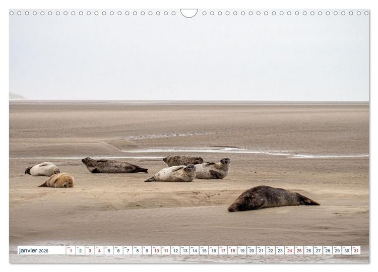Produktbild: La c&ocirc;te picarde Le long des falaises (Calendrier mural 2026 DIN A3 vertical), CALVENDO calendrier mensuel