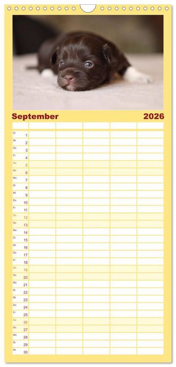 Produktbild: Familienplaner 2026 - Bolonka Zwetna mit 5 Spalten (Wandkalender, 21 x 45 cm) CALVENDO
