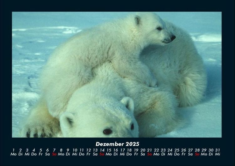 Produktbild: Tierkalender 2025 Fotokalender DIN A4