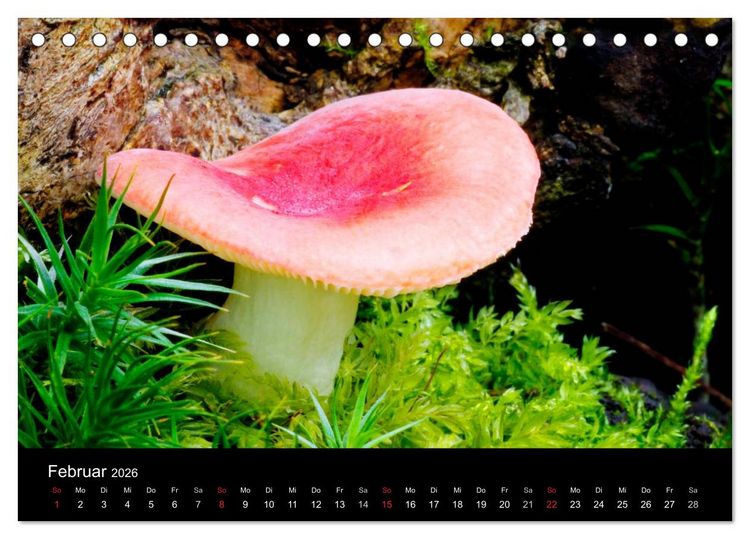 Produktbild: Pilze (Tischkalender 2026 DIN A5 quer), CALVENDO Monatskalender