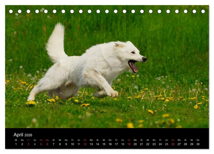 Produktbild: Wei&szlig;er Schweizer Sch&auml;ferhund (Tischkalender 2026 DIN A5 quer), CALVENDO Monatskalender