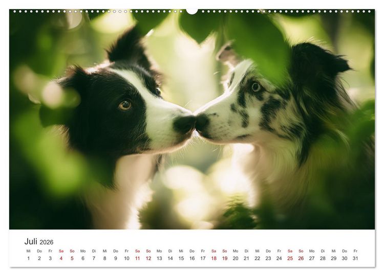 Produktbild: Sch&ouml;n, schlau, schnell! - Der Border Collie - Kalender (Wandkalender 2026 DIN A2 quer), CALVENDO Monatskalender