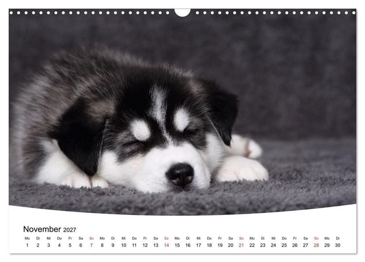 Produktbild: S&uuml;&szlig;e Tr&auml;ume 2027 - schlafende Hundewelpen (Wandkalender 2027 DIN A3 quer), CALVENDO Monatskalender