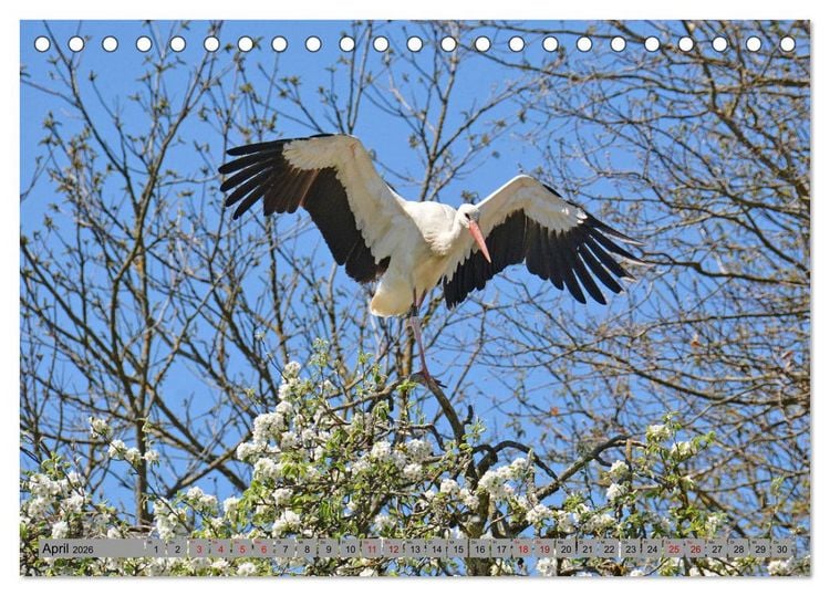 Produktbild: Zu Gast bei Familie Storch (Tischkalender 2026 DIN A5 quer), CALVENDO Monatskalender