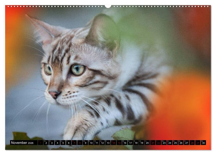 Produktbild: Bengalen Outdoor und Action (hochwertiger Premium Wandkalender 2026 DIN A2 quer), Kunstdruck in Hochglanz