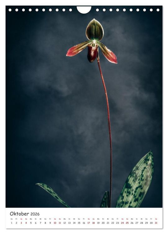 Produktbild: Orchideen Zauber (Wandkalender 2026 DIN A4 hoch), CALVENDO Monatskalender