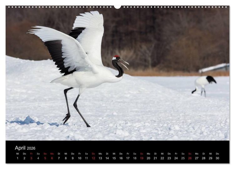 Produktbild: Mandschurenkraniche (hochwertiger Premium Wandkalender 2026 DIN A2 quer), Kunstdruck in Hochglanz