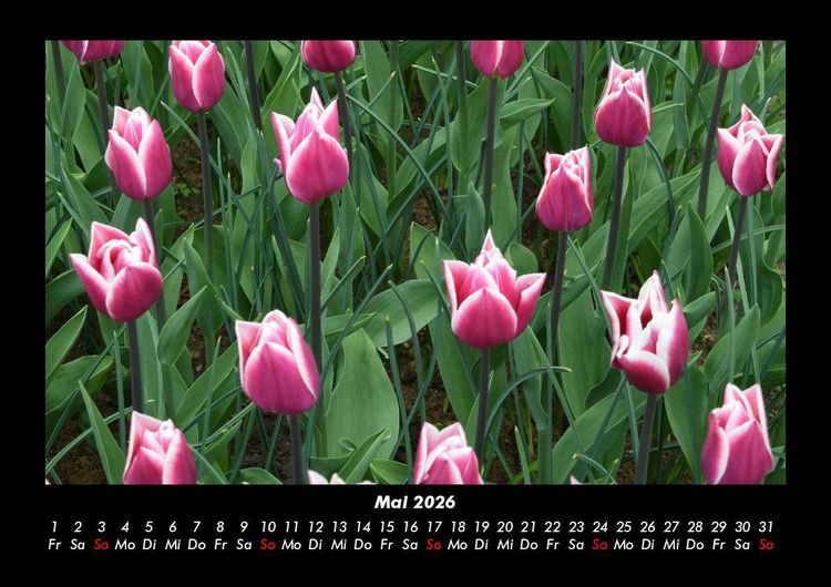 Produktbild: Blumenkalender 2026 Fotokalender DIN A3
