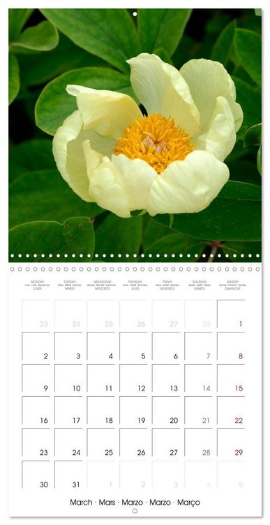 Produktbild: Peonies as painted (Wall Calendar 2026 12 &times; 12 Inch) CALVENDO 12 Month Wall Calendar