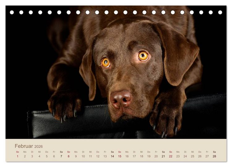 Produktbild: Labrador Retriever (Tischkalender 2026 DIN A5 quer), CALVENDO Monatskalender
