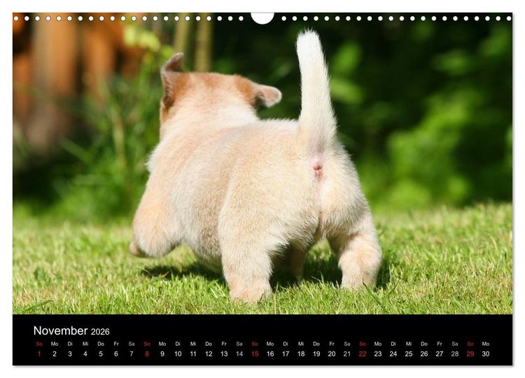 Produktbild: Australian Cattle Dog Welpen (Wandkalender 2026 DIN A3 quer), CALVENDO Monatskalender