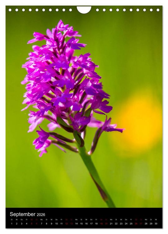 Produktbild: Im richtigen Licht: Wilde Orchideen in S&uuml;dbayern (Wandkalender 2026 DIN A4 hoch), CALVENDO Monatskalender