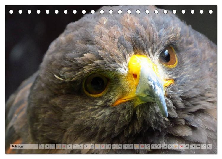 Produktbild: Majest&auml;tische Greifv&ouml;gel (Tischkalender 2026 DIN A5 quer), CALVENDO Monatskalender
