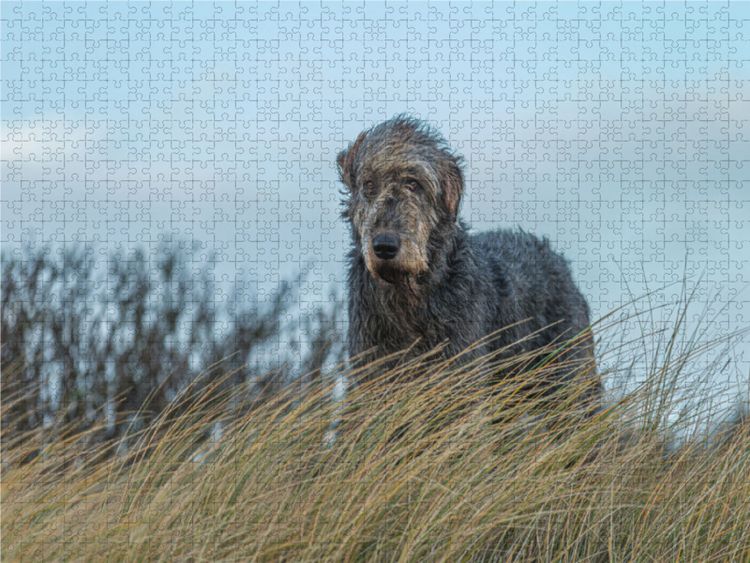 Produktbild: CALVENDO Puzzle Irischer Wolfshund blickt von einer D&uuml;ne in einer Heidelandschaft | 1000 Teile Lege-Gr&ouml;&szlig;e 64x48cm Foto-Puzzle f&uuml;r gl&uuml;ckliche Stunden