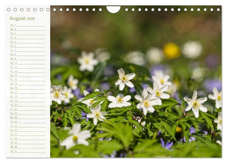 Produktbild: Wenn im Fr&uuml;hling die Natur wieder erwacht (Wandkalender 2026 DIN A4 quer), CALVENDO Monatskalender