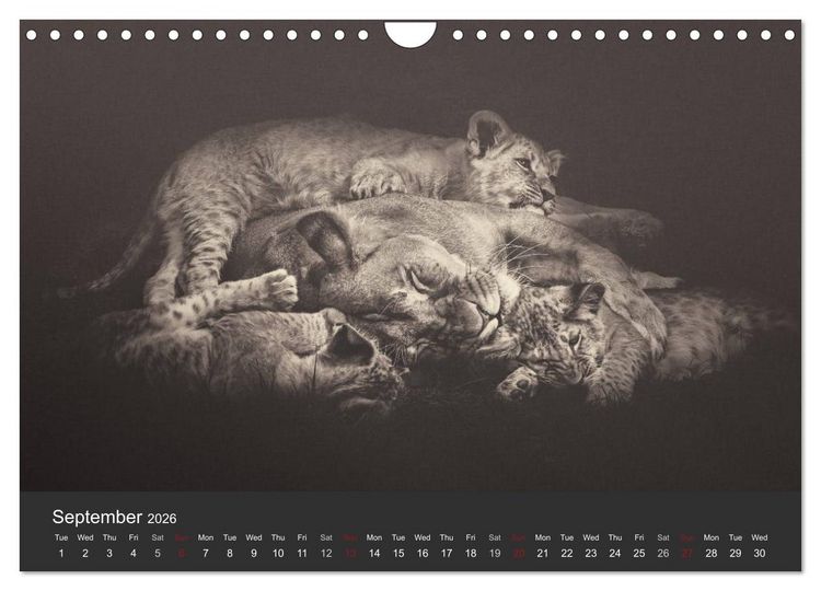 Produktbild: African Souls African animals with soul (Wall Calendar 2026 DIN A4 landscape), CALVENDO 12 Month Wall Calendar