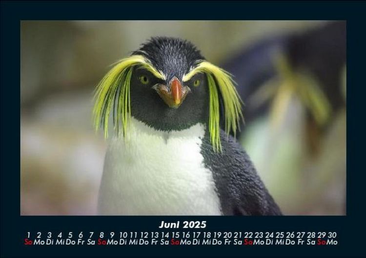 Produktbild: Pinguine & Eisb&auml;ren 2025 Fotokalender DIN A5