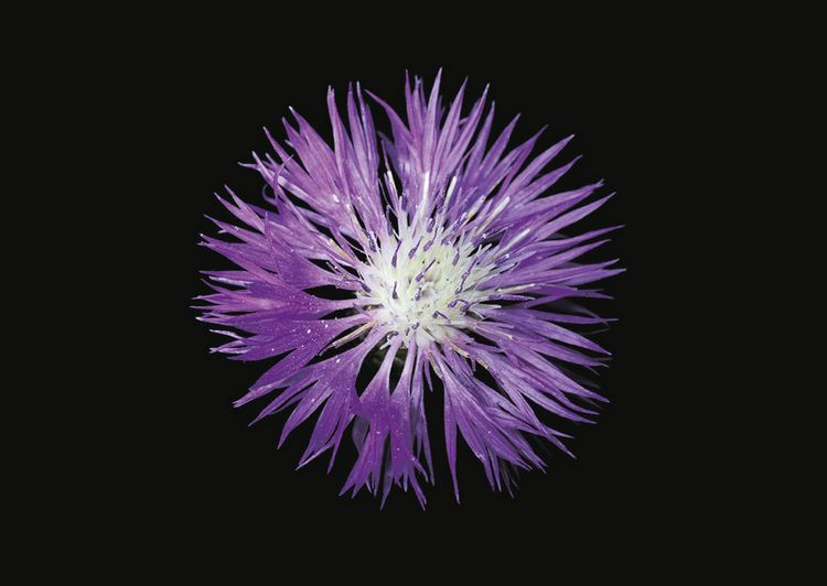 Produktbild: The Blooming Book