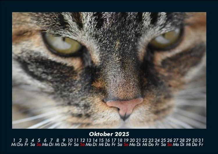 Produktbild: F&uuml;r Katzenfreunde 2025 Fotokalender DIN A5