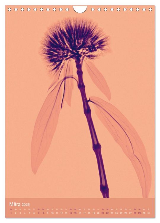 Produktbild: Durchleuchtete Blumenwelt 2026 (Wandkalender 2026 DIN A4 hoch), CALVENDO Monatskalender