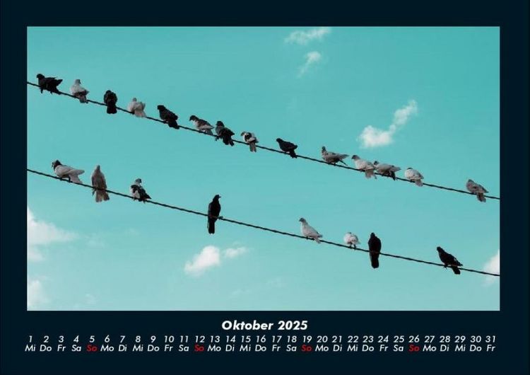 Produktbild: V&ouml;gel 2025 Fotokalender DIN A4
