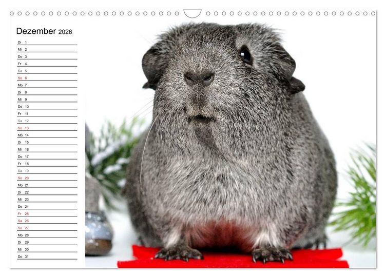 Produktbild: Meerschweinchen Niedliche Herzensbrecher (Wandkalender 2026 DIN A3 quer), CALVENDO Monatskalender