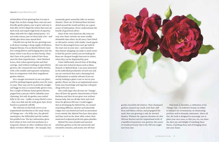 Produktbild: Roses