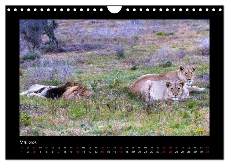 Produktbild: S&uuml;dafrika - Garden Route (Wandkalender 2026 DIN A4 quer), CALVENDO Monatskalender