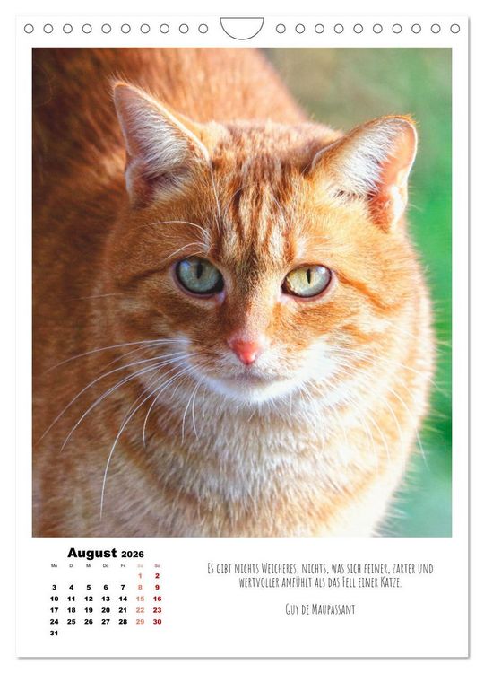 Produktbild: Stubentiger im Portrait (Wandkalender 2026 DIN A4 hoch), CALVENDO Monatskalender