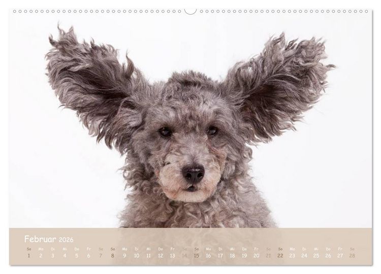 Produktbild: SCHLAPPOHREN (hochwertiger Premium Wandkalender 2026 DIN A2 quer), Kunstdruck in Hochglanz
