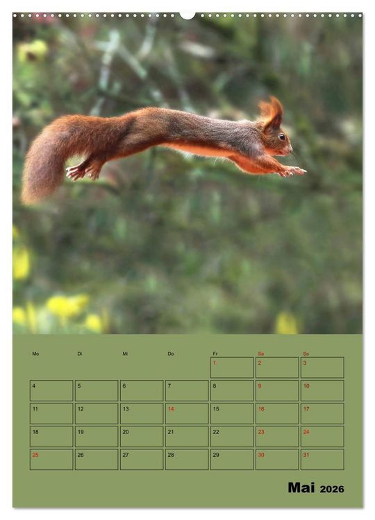 Produktbild: Eichh&ouml;rnchen - Planer (hochwertiger Premium Wandkalender 2026 DIN A2 hoch), Kunstdruck in Hochglanz