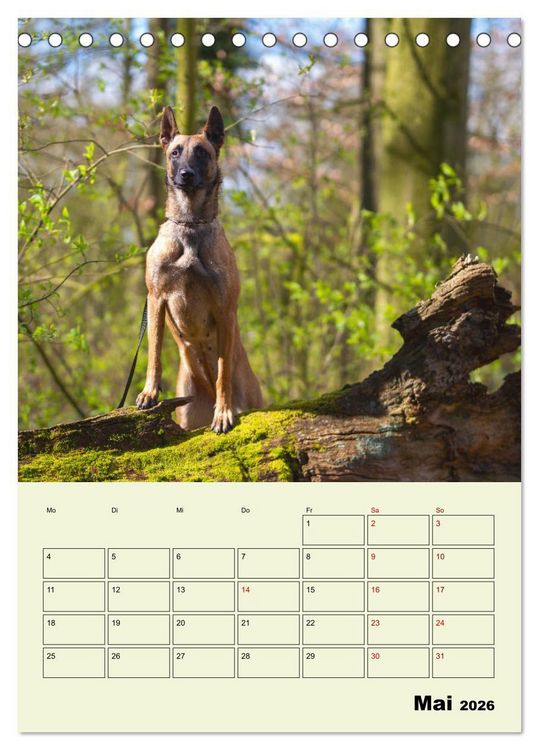 Produktbild: Malinois verl&auml;ssliche Begleiter (Tischkalender 2026 DIN A5 hoch), CALVENDO Monatskalender