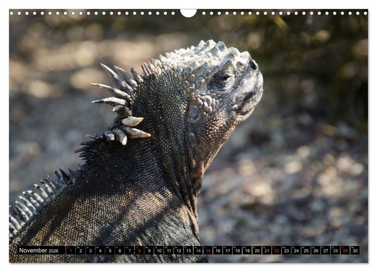 Produktbild: Leguane auf Galapagos (Wandkalender 2026 DIN A3 quer), CALVENDO Monatskalender