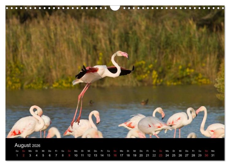 Produktbild: Flamingos der Camargue 2026 (Wandkalender 2026 DIN A3 quer), CALVENDO Monatskalender