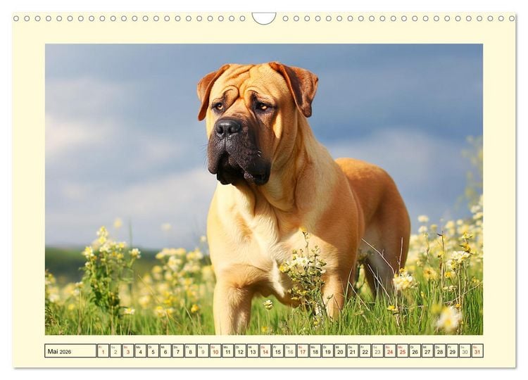 Produktbild: Der Tosa Inu. Japans legend&auml;rer Mastiff (Wandkalender 2026 DIN A3 quer), CALVENDO Monatskalender