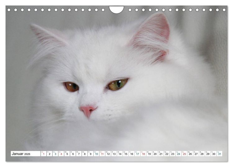 Produktbild: Die Perserkatze - Farbschlag Wei&szlig; (Wandkalender 2026 DIN A4 quer), CALVENDO Monatskalender