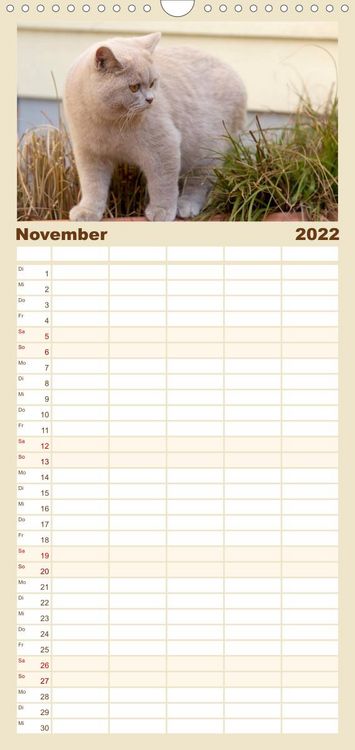 Produktbild: Familienplaner B&auml;rige Schmusetiger - Britisch Kurzhaar Katzen (Wandkalender 2022 , 21 cm x 45 cm, hoch)