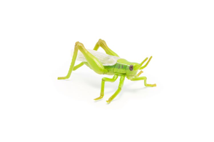 Produktbild: Spielfigur Heuschrecke 7cm