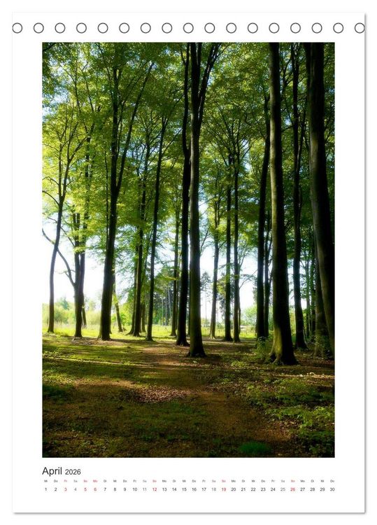 Produktbild: Impressionen aus unserem Wald (Tischkalender 2026 DIN A5 hoch), CALVENDO Monatskalender