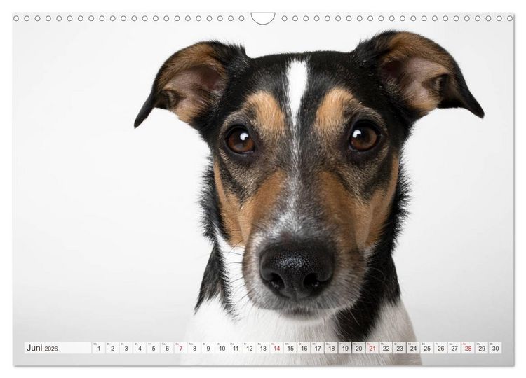 Produktbild: Kleine Hunde - Gro&szlig;e Blicke (Wandkalender 2026 DIN A3 quer), CALVENDO Monatskalender